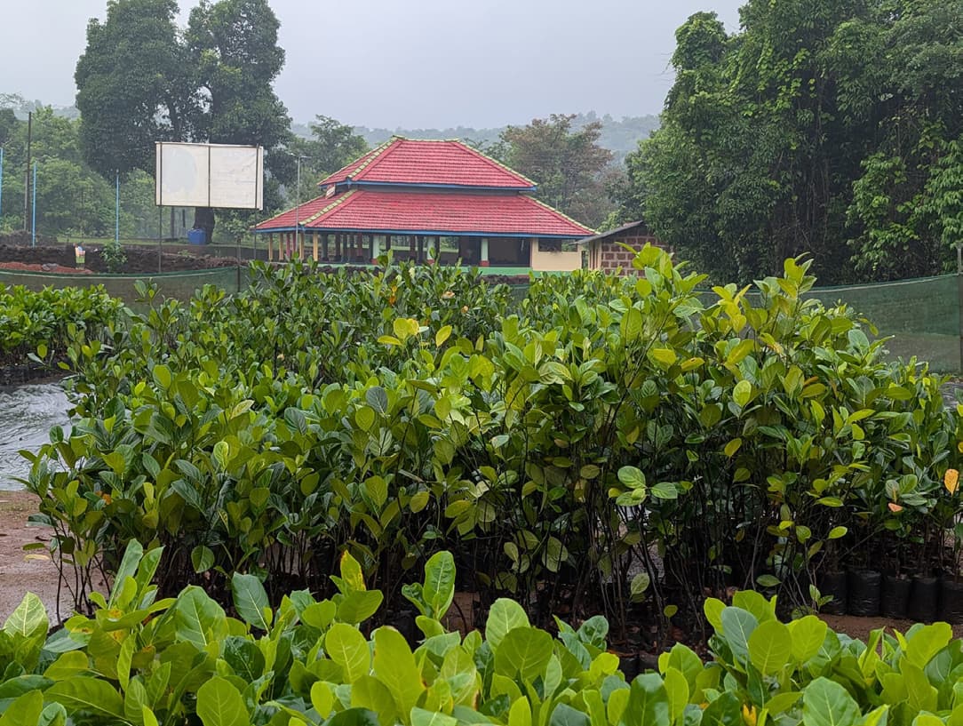 Jackfruit Background