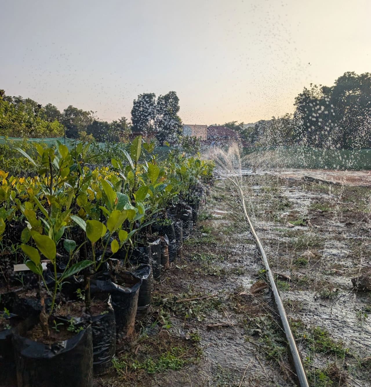 Plant Nursery